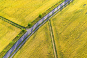 Weizenfeld im Frühling im Abendlicht, Karlsruhe, Deutschland Weizenfeld im Frühling im Abendlicht, Karlsruhe, Deutschland