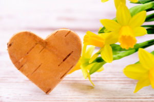 Narcissi with heart of wooden as a greeting to Easter Narcissi with heart of wooden as a greeting to Easter