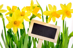 Narcissi with shining sign as a greeting to Easter Narcissi with shining sign as a greeting to Easter
