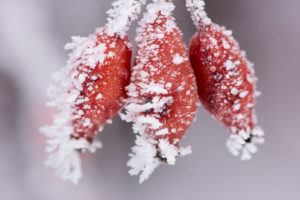 Hoarfrost at plants in icy cold Hoarfrost at plants in icy cold