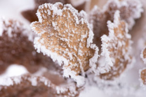 Hoarfrost at plants in icy cold Hoarfrost at plants in icy cold