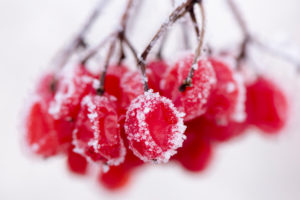 Hoarfrost at plants in icy cold Hoarfrost at plants in icy cold