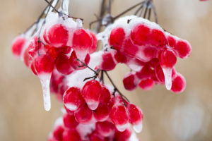 Hoarfrost at plants in icy cold Hoarfrost at plants in icy cold