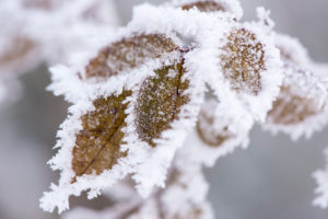 Hoarfrost at plants in icy cold Hoarfrost at plants in icy cold