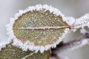 Hoarfrost at plants in icy cold Hoarfrost at plants in icy cold