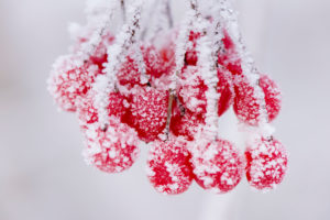 Hoarfrost at plants in icy cold Hoarfrost at plants in icy cold
