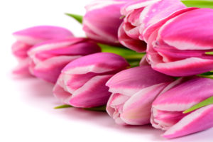 Bouquet with fresh tulips Bouquet with fresh tulips