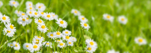 Panorama of flower meadow and fresh grass Panorama of flower meadow and fresh grass