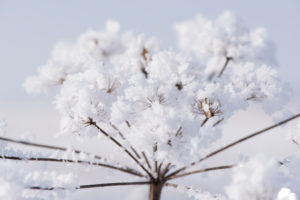 Hoarfrost at plants in icy cold Hoarfrost at plants in icy cold
