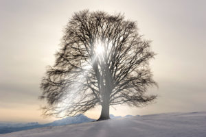 Single tree beech in winter and back light Single tree beech in winter and back light