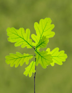 Oak leaves on a branch Oak leaves on a branch