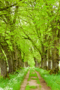 Tree avenue with footpath in spring at Marktoberdorf with old linden trees Tree avenue with footpath in spring at Marktoberdorf with old linden trees