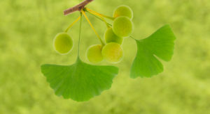 Ginkgo as a medicinal plant for alternative medicine Ginkgo as a medicinal plant for alternative medicine