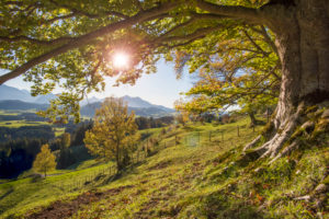 Golden October, autumn, beech forest, sunbeams, Allgäu region near Füssen Golden October, autumn, beech forest, sunbeams, Allgäu region near Füssen