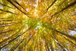 Golden October, autumn, beech forest, sunbeams Golden October, autumn, beech forest, sunbeams