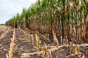 Corn field during harvest Corn field during harvest