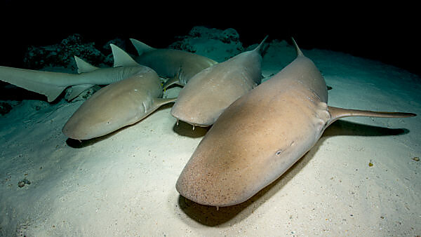 Bildagentur Mauritius Images Gelbes Seepferdchen Hippocampus Jayakari Unterwasseraufnahme Fisch Fische Seepferdchen Gelb Stichlingsfisch Knochenfisch Seenadel Synathidae Hippocampus Buschelkiemer Meeresboden Roatan Honduras