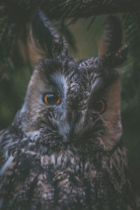Long-eared Owl, Owl, Forest, Bavarian Forest, Long-eared Owl, Owl, Forest, Bavarian Forest,