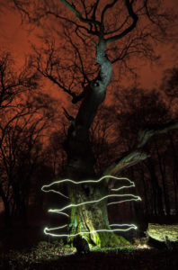 Lichtspur um einen Baum in der Nacht Lichtspur um einen Baum in der Nacht