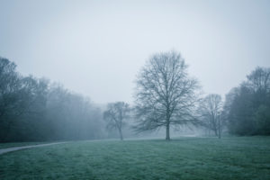 Trees in the fog Trees in the fog