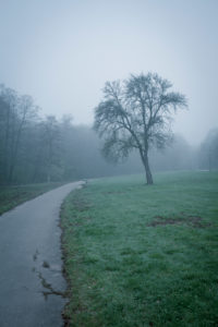 Trees in the fog Trees in the fog