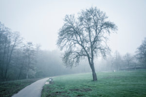 Trees in the fog Trees in the fog