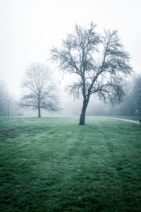 Misty mood in the early morning in spring Misty mood in the early morning in spring