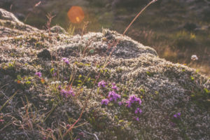 Moss covered lava field at sunset in the south of Iceland Moss covered lava field at sunset in the south of Iceland