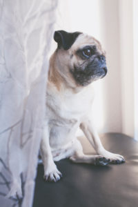 Beige colored pug looks out of the window Beige colored pug looks out of the window