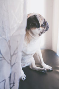 Beige colored pug looks out of the window Beige colored pug looks out of the window