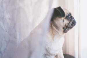 Beige colored pug looks out of the window Beige colored pug looks out of the window