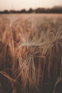 Cereals, close-up Cereals, close-up
