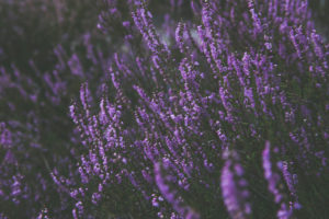 Heather, Calluna vulgaris, Lüneburg Heath Heather, Calluna vulgaris, Lüneburg Heath