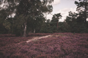 Heathland in the Lüneburg Heath Heathland in the Lüneburg Heath