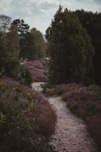 Heathland in the Lüneburg Heath Heathland in the Lüneburg Heath