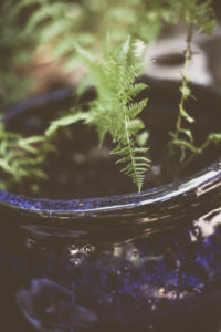 Im Garten Im Garten