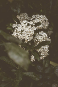 Im Garten Im Garten