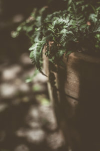Im Garten Im Garten