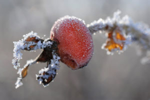 frozen rose hip frozen rose hip