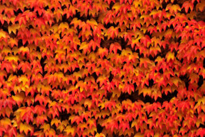 Herbstliches Weinlaub an einer Mauer Herbstliches Weinlaub an einer Mauer