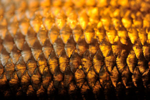 Fischschuppen im goldenen Licht fotografiert Fischschuppen im goldenen Licht fotografiert