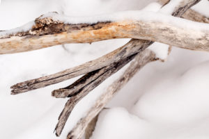 Driftwood on the shore of Walchensee in the snow Driftwood on the shore of Walchensee in the snow