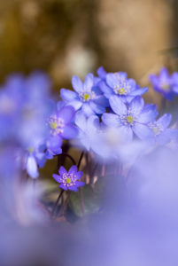 Hepatica, Hepatica nobilis, blur Hepatica, Hepatica nobilis, blur