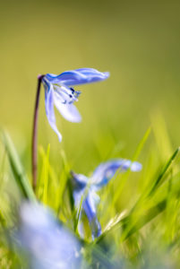 Bluestar also called Scilla, meadow, detail, Bluestar also called Scilla, meadow, detail,