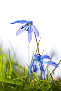 Blaustern auch Scilla genannt, Wiese, Detail, Blaustern auch Scilla genannt, Wiese, Detail,