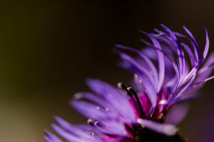 Blossom of the mountain Knapweed Blossom of the mountain Knapweed