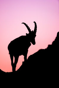 Alpine ibex (Capra ibex) in portrait Alpine ibex (Capra ibex) in portrait