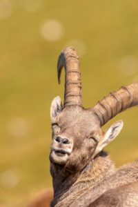 Alpine ibex (Capra ibex) in the mountains Alpine ibex (Capra ibex) in the mountains