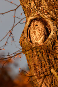 A tawny owl in front of his tree cave in the golden evening light A tawny owl in front of his tree cave in the golden evening light