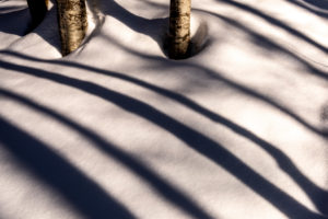 The shade of trees on snowy snow